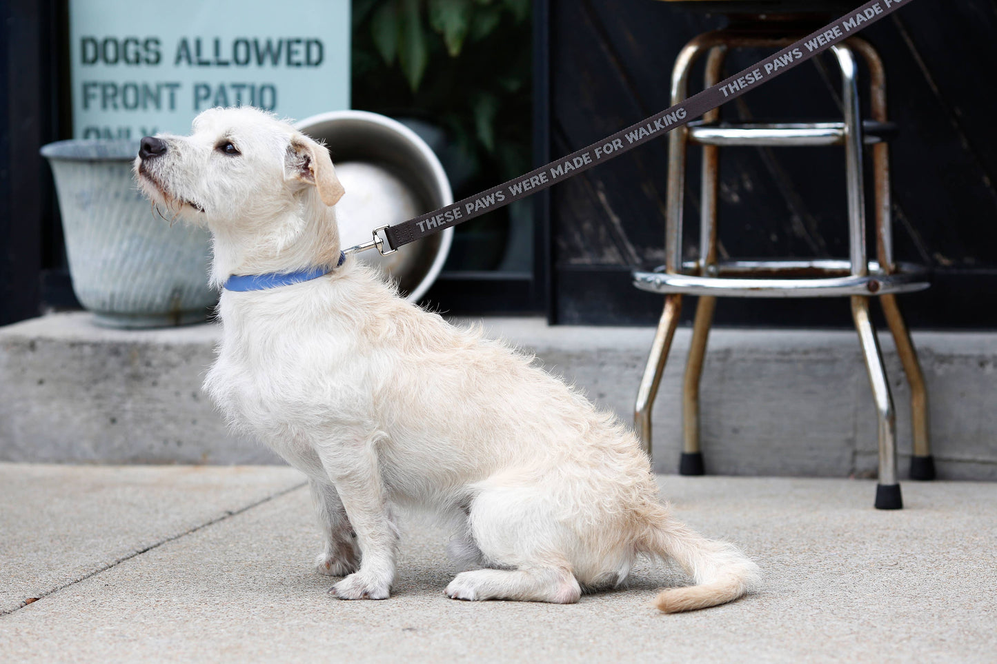 These Paws Dog Leash